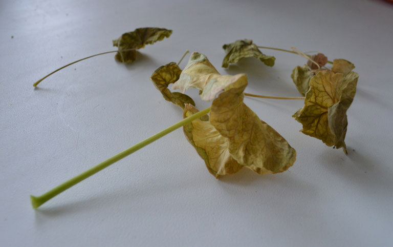 желтые листья герани