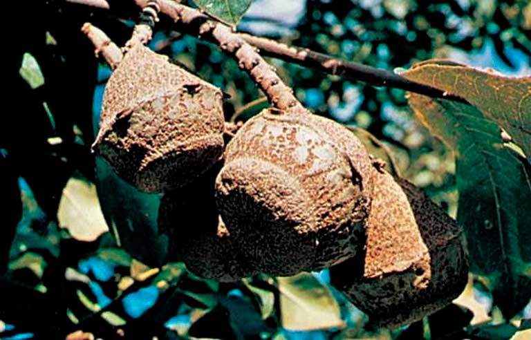 бразильский орех на дереве