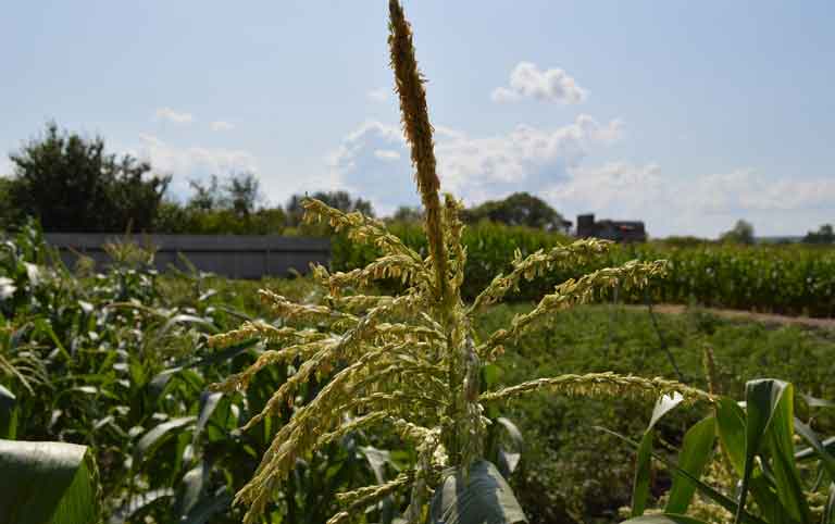 цветущая кукуруза