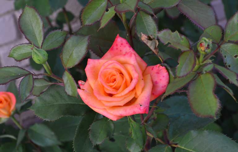 роза куст розовый