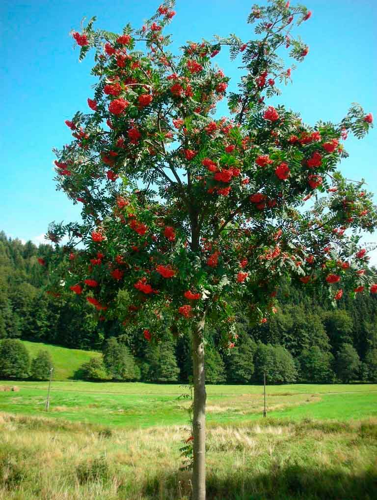 рябина красная дерево