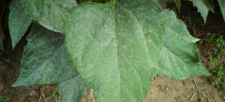 Болезни топинамбура поражённый лист