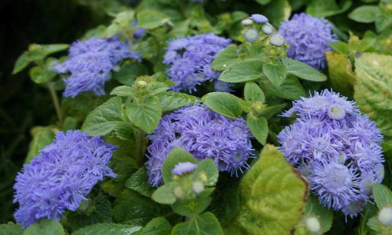 цветок голубой агератум 