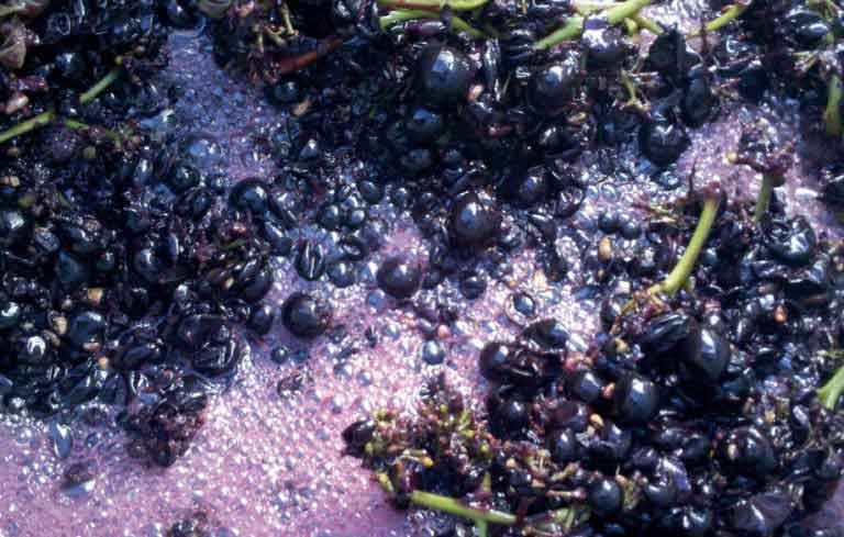 процесс брожения винограда