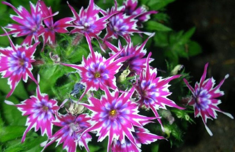 цветы флоксы звездчатая фиолетовая