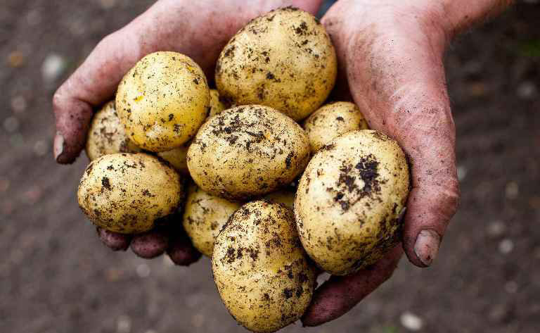 клубни картофеля в руках