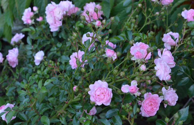 чайные розы в саду