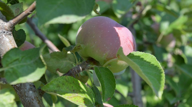 Как взять черенок от яблони