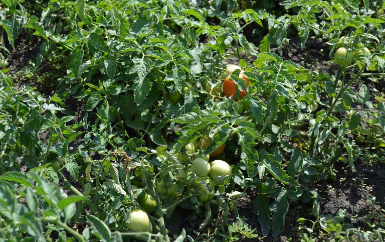 рассада помидоры на открытом грунте
