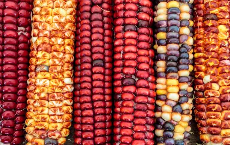 кукуруза початки разноцветные