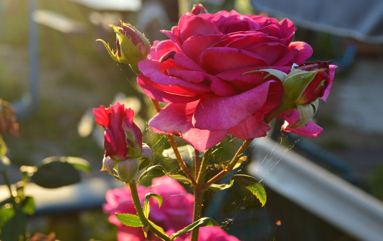 розовые бутоны цветка розы