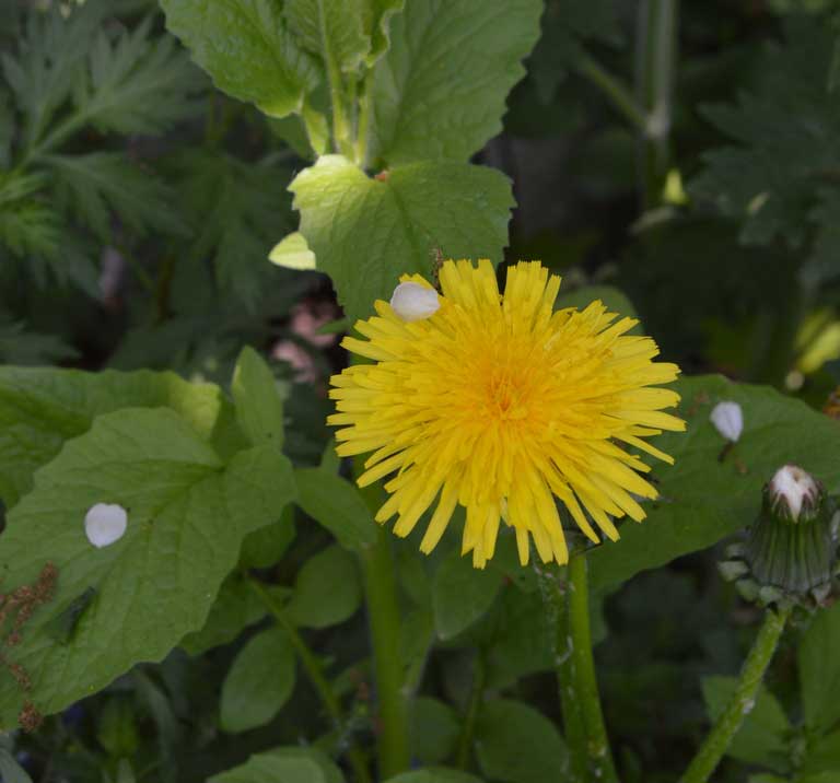 тараксакум цветок