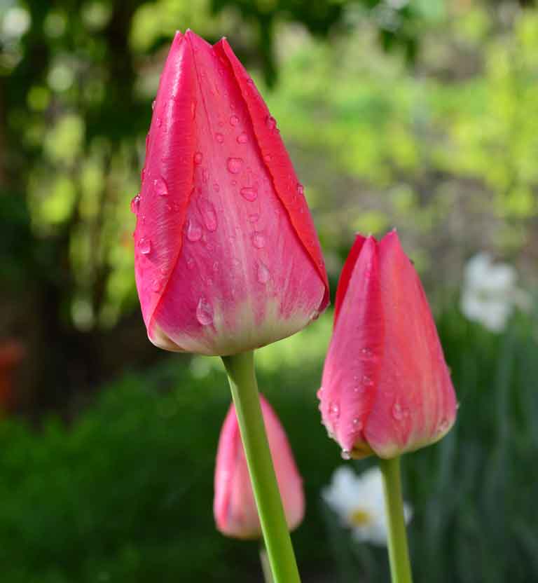 цветы тюльпаны розовые