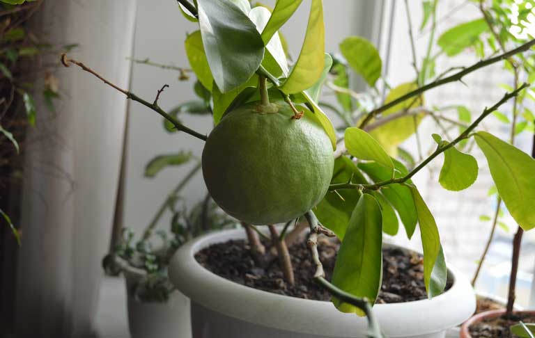 цитрусовое деревцо лимон