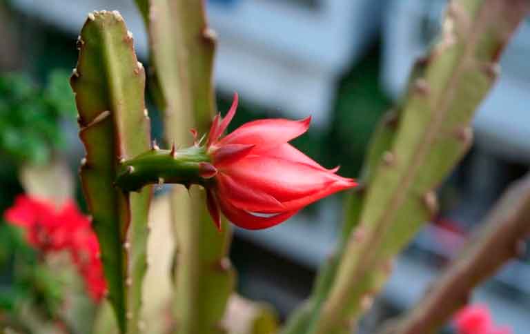 цветок эпифиллум