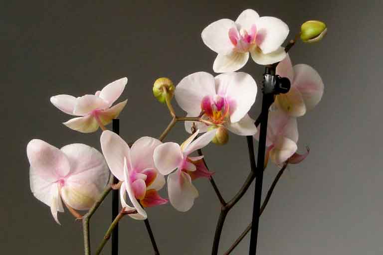 орхидея цветы