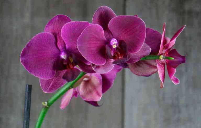 орхидея цветы фиолетовые