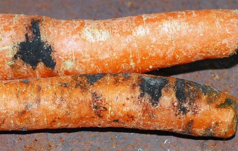 морковь чернеет болезни