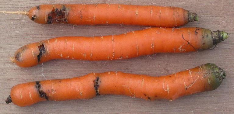 морковь болезни фомоз